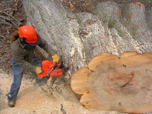 Nolan Wallenfang Custom Woodwork, cutting down a big maple tree in Wisconsin